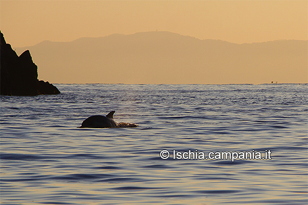 Ischia, un mare da amare