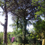pineta ischia