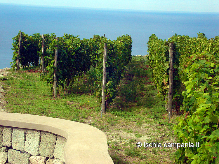 La viticoltura a Ischia
