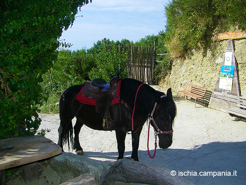 Epomeo in sella. A dorso di cavallo sulla vetta del gigante buono dell’isola d’Ischia