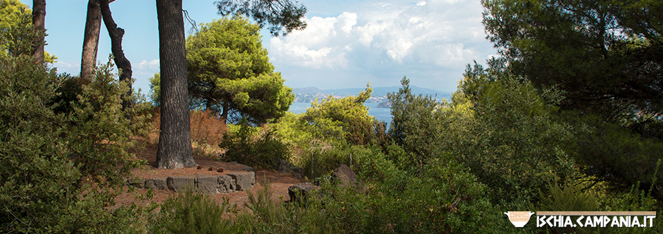 La Pineta di Fiaiano. Il cappello verde di Ischia