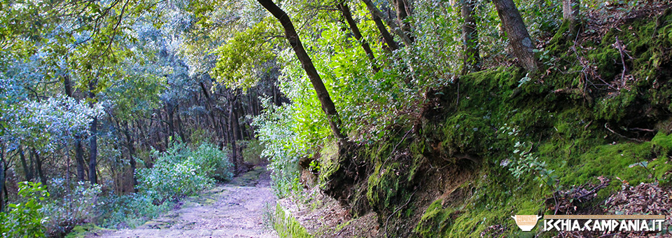 Il Bosco della Maddalena