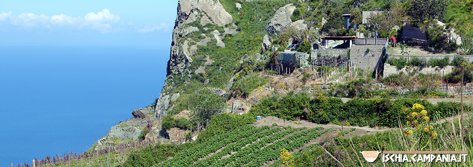 Alla scoperta di Merecoppe, la parte alta dell’isola d’Ischia