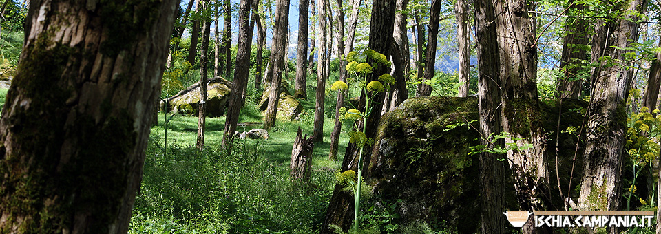 Il bosco dei Frassitelli