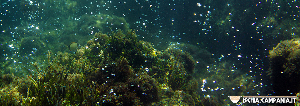 Diving a Ischia