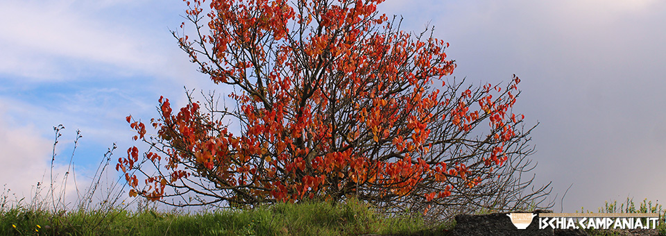 I colori dell’autunno a Ischia