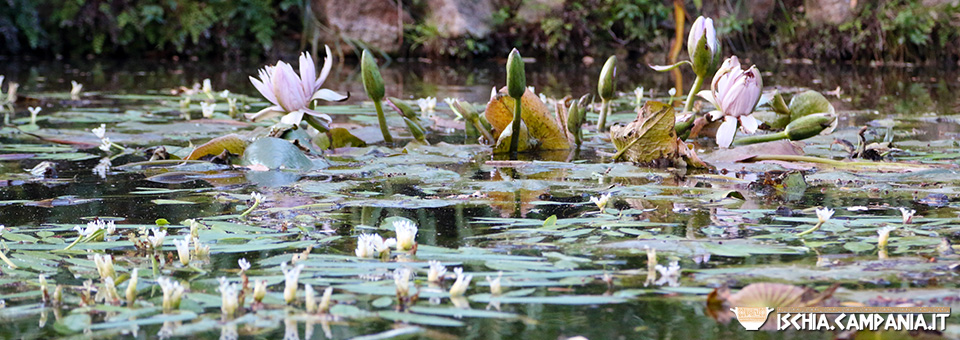 Visita invernale ai Giardini La Mortella