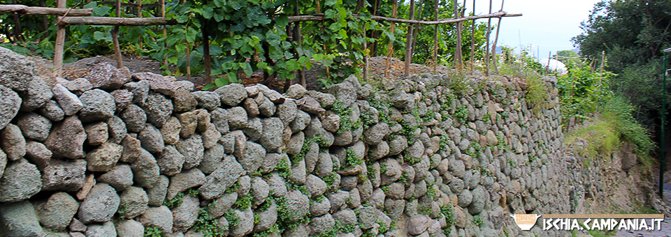 Le parracine dell’isola d’Ischia