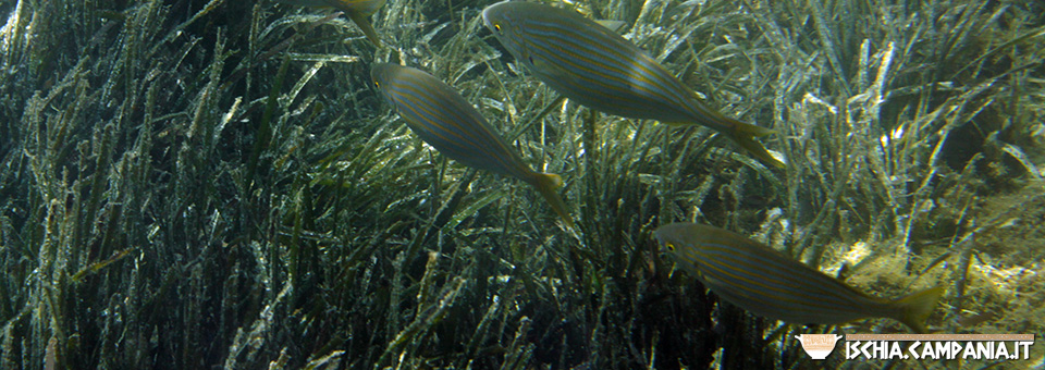 Le praterie di Posidonia oceanica dell’isola d’Ischia