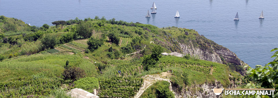 I paesaggi terrazzati dell’isola d’Ischia