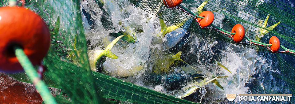 La pesca alle lampughe sull’isola d’Ischia