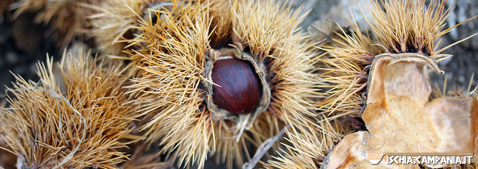 Ischia e le castagne: una gustosa scoperta