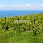 Ischia meta di un viaggio da fare nella vita